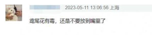 知名女演员叼花拍大片，网友：快放下！