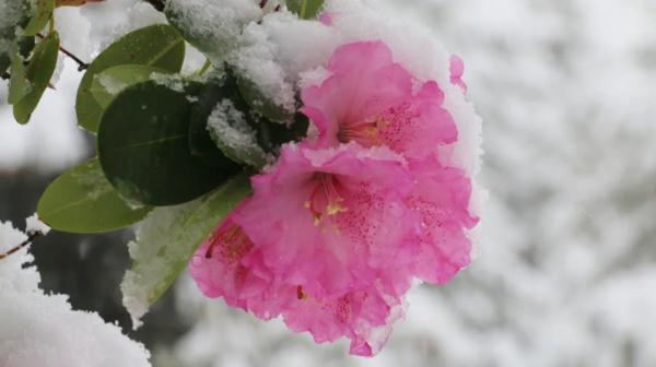 这几个地方下！雪！了！未来天气是……