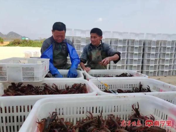 南宁本地小龙虾“抢鲜”上市，高峰时有商家每日能卖出100斤