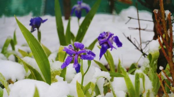 这几个地方下！雪！了！未来天气是……