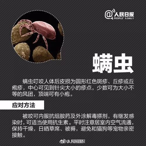 警惕！被这种小虫咬后奇痒无比，广东户外很常见