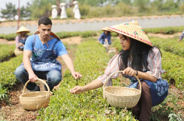 山东青岛：留学生体验中国茶文化