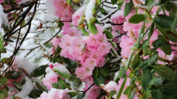 这几个地方下！雪！了！未来天气是……
