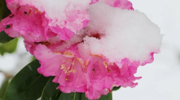 这几个地方下！雪！了！未来天气是……