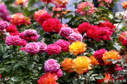 月季花开满京城！北京月季文化节开幕