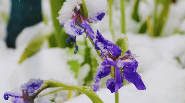 这几个地方下！雪！了！未来天气是……