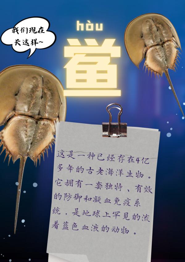 鲎（hòu）来，人们发现了4.5亿年前的海洋“萌系霸主”……