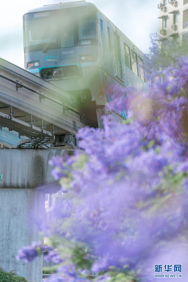 重庆：城市轨道列车穿越蓝花楹