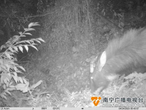 大明山首见！“四不像”出没，它们在密林中……