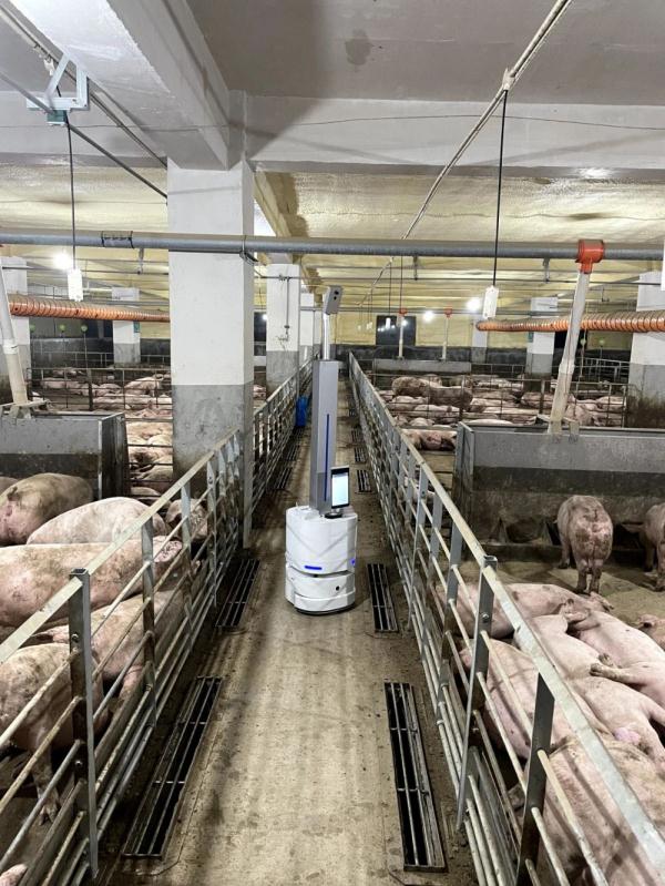 走进养猪场,不见一头猪? 走进养猪场,不见一头猪?