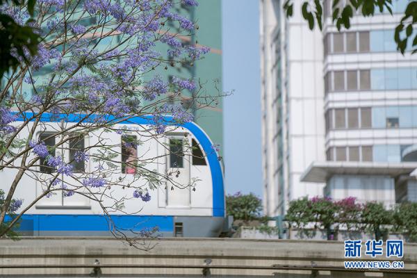 重庆：城市轨道列车穿越蓝花楹