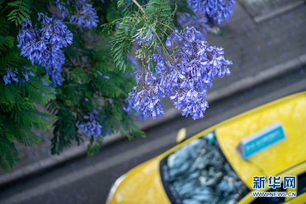 重庆：城市轨道列车穿越蓝花楹