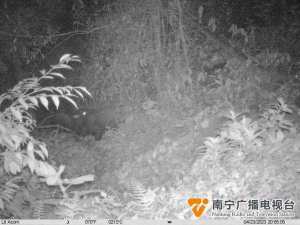 大明山首见！“四不像”出没，它们在密林中……