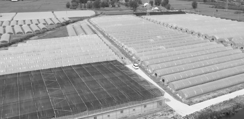 一条小青虫,让这村年增收300万