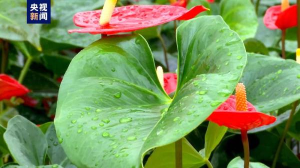 江苏泰州：亚洲单体最大的智能温室大棚里绽放“美丽经济”