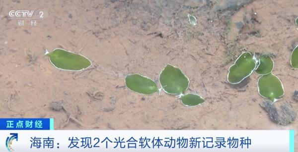 中国大陆，首次正式记录！