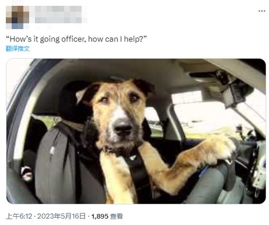 美国一司机涉嫌酒驾被交警拦截,与狗换位置想“避免被捕” 美国一司机涉嫌酒驾被交警拦截,与狗换位置想“避免被捕”