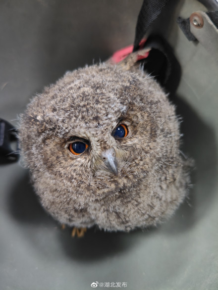 荆门好少年救助猫头鹰，民警点赞送奖状