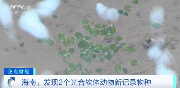 中国大陆，首次正式记录！