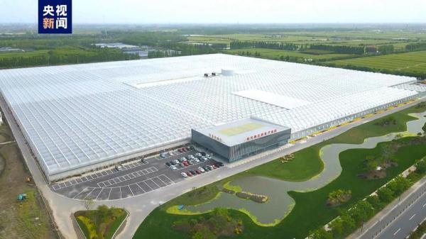 江苏泰州：亚洲单体最大的智能温室大棚里绽放“美丽经济”