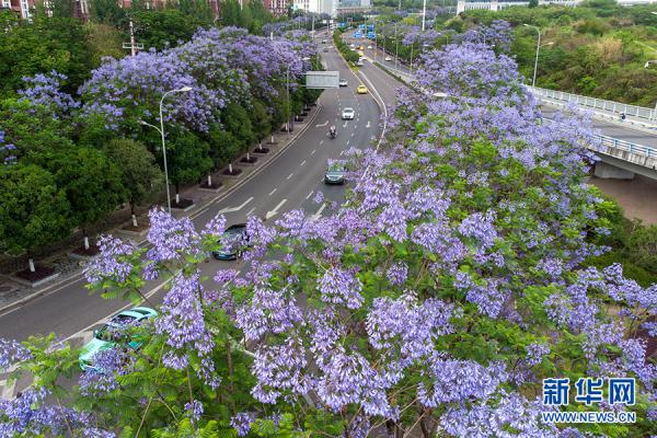 重庆：城市轨道列车穿越蓝花楹