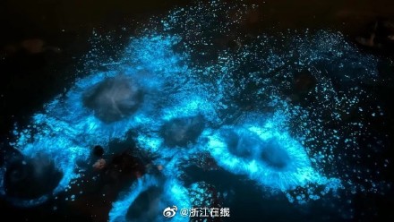 浙江沿海的蓝眼泪无毒