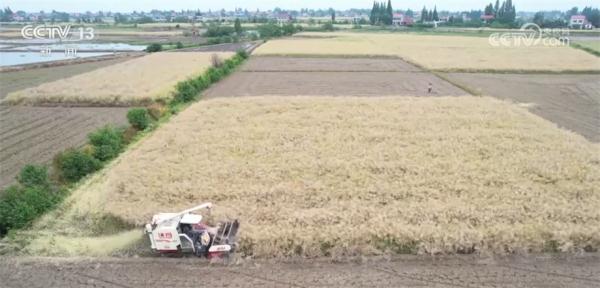 收割、插秧实现“加速度” 农业机械化铸造农业农村新实力