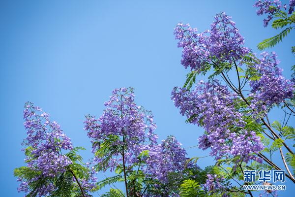 重庆：城市轨道列车穿越蓝花楹