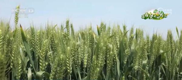 河南柘城小麦进入灌浆关键期 “一喷三防”保丰产