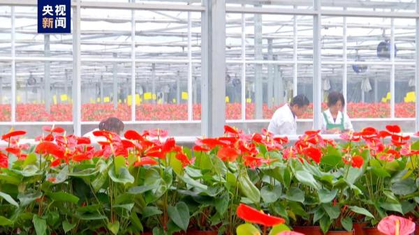 江苏泰州：亚洲单体最大的智能温室大棚里绽放“美丽经济”