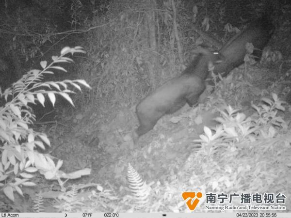 大明山首见！“四不像”出没，它们在密林中……