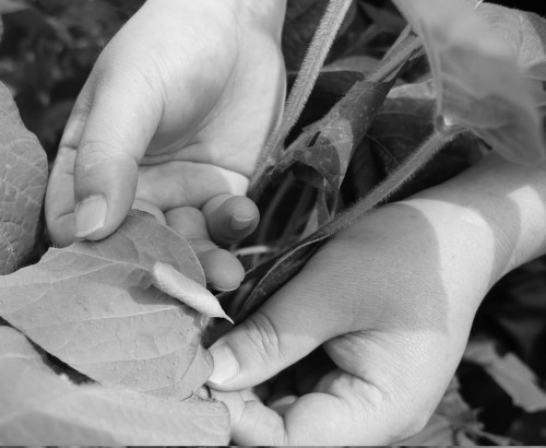 一条小青虫,让这村年增收300万