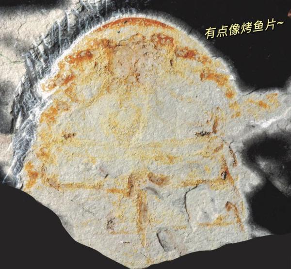 鲎（hòu）来，人们发现了4.5亿年前的海洋“萌系霸主”……