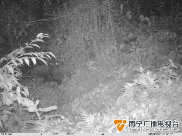 大明山首见！“四不像”出没，它们在密林中……