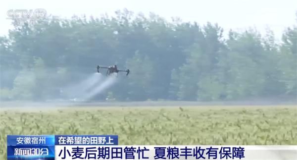 各地加强小麦灌浆期管理 确保夏粮丰收 各地加强小麦灌浆期管理 确保夏粮丰收