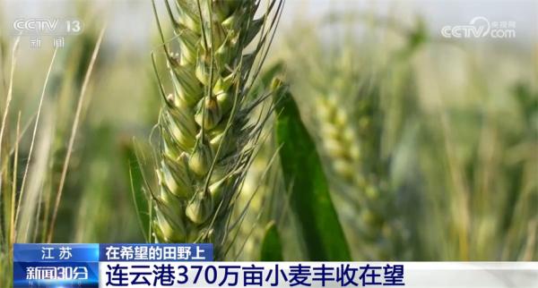 各地加强小麦灌浆期管理 确保夏粮丰收 各地加强小麦灌浆期管理 确保夏粮丰收