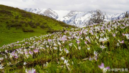进入5月，新疆维吾尔自治区裕民县巴尔鲁克山好像披上了彩色外衣
