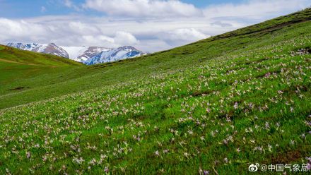进入5月，新疆维吾尔自治区裕民县巴尔鲁克山好像披上了彩色外衣