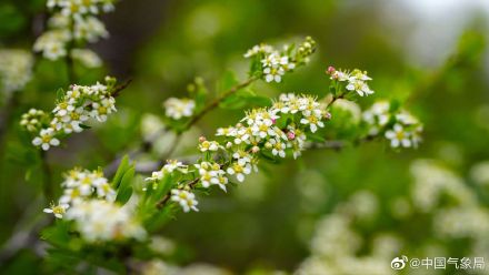 进入5月，新疆维吾尔自治区裕民县巴尔鲁克山好像披上了彩色外衣