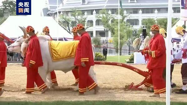 泰国举办传统春耕节仪式