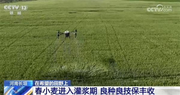 各地加强小麦灌浆期管理 确保夏粮丰收 各地加强小麦灌浆期管理 确保夏粮丰收