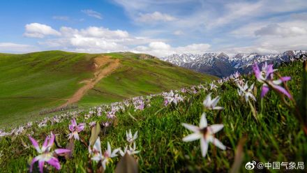 进入5月，新疆维吾尔自治区裕民县巴尔鲁克山好像披上了彩色外衣