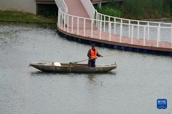 江苏无锡:太湖鱼市码头变身城市湿地公园 江苏无锡:太湖鱼市码头变身城市湿地公园