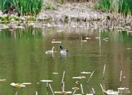 又见绿头鸭情归香山静翠湖