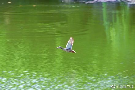 又见绿头鸭情归香山静翠湖