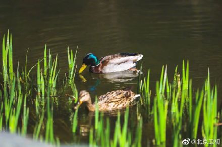 又见绿头鸭情归香山静翠湖