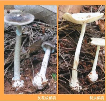 即将进入高发季,警惕这些剧毒种类 即将进入高发季,警惕这些剧毒种类