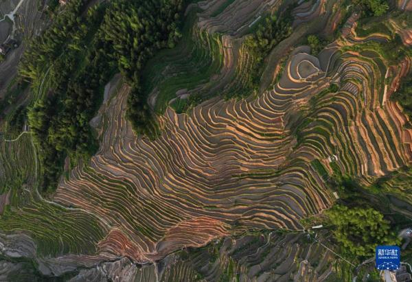 “瞰”梯田:水影天光紫鹊界 “瞰”梯田:水影天光紫鹊界