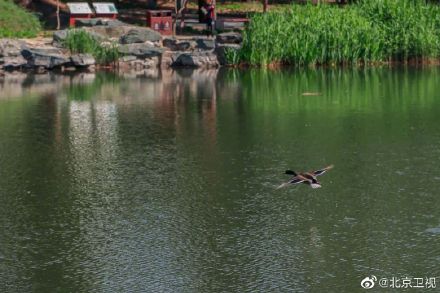 又见绿头鸭情归香山静翠湖