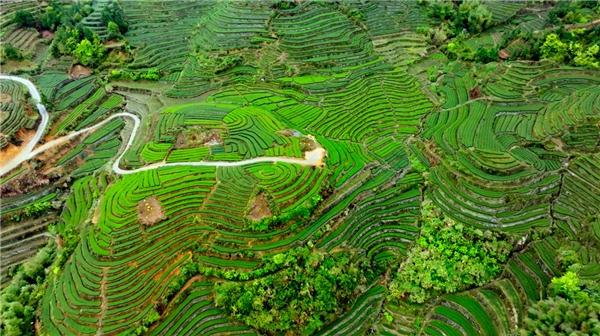 福建平和：柚茶巧融合 传统焕新生